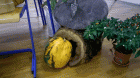 WP_20151015_013